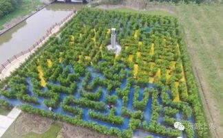 珊瑚树篱笆， 种植要注意