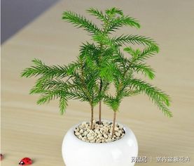 如何养好盆栽松树松树怎么养殖