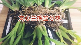 文心兰分株的最佳时间是什么时候？