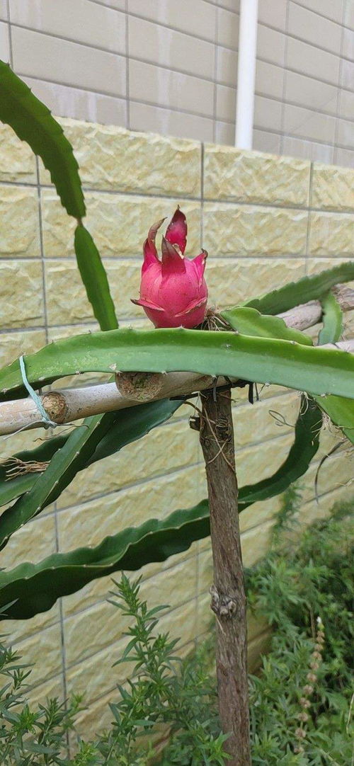 火龙果种植宝典：这样种