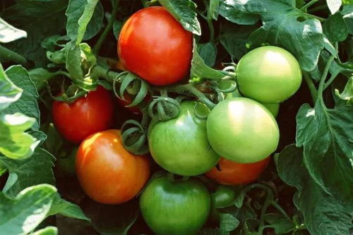 寿光菜农的逆袭之路