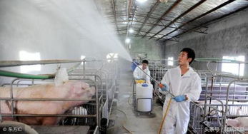 猪场消毒剂如何正确配比与使用，带猪、空栏、器械消毒方法大全？