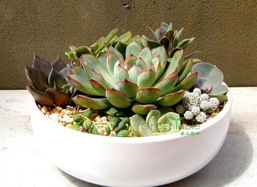 室内花卉的宜与忌