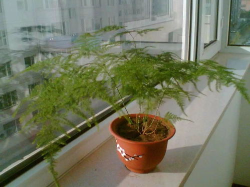 冬天也绿的草，它们是谁？