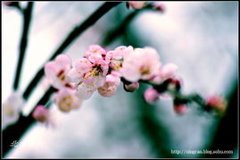 桃花秋天种植的秘密