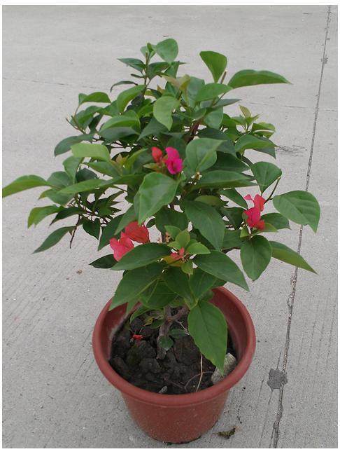 摘叶技巧， 细节决定成败