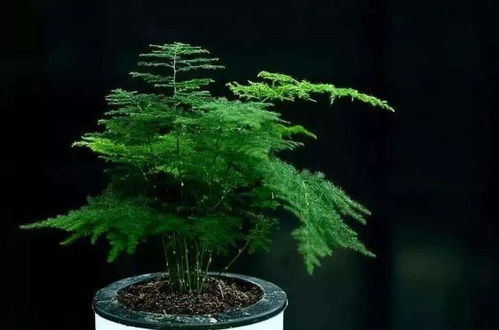 季节变化与文竹的困扰