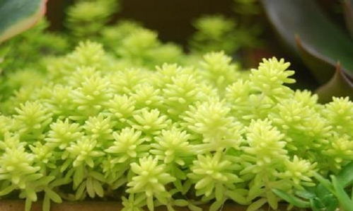 波斯菊：花中的巨人