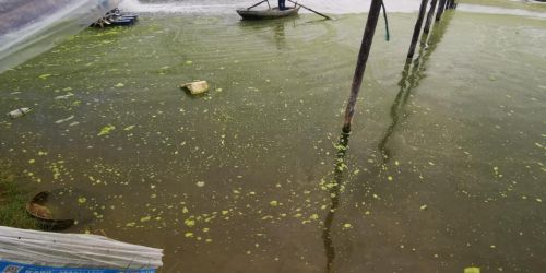 冬棚养虾水质清澈四大秘籍：四招助你水质清澈