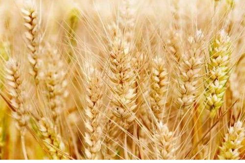 王不留行的那些事儿