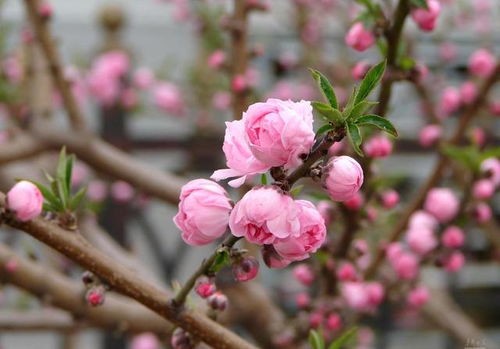 碧桃，国内外皆受欢迎