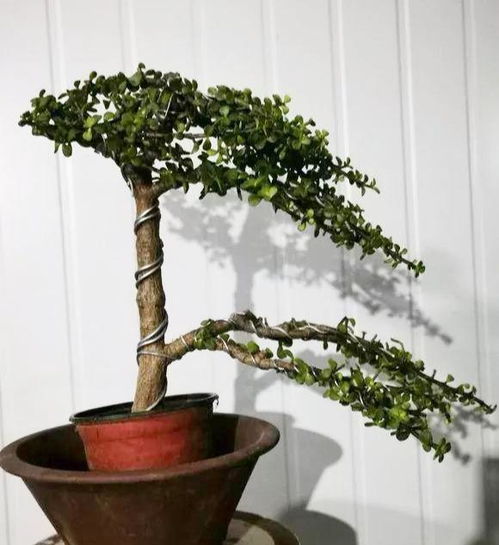 榕树：大自然的空气净化器