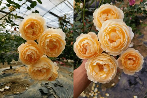 金奖章：璀璨的黄金之星