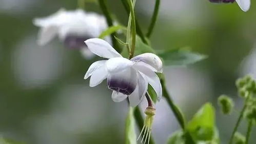 一、黑骨藤真的是马兜铃藤吗？