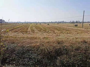 秋季马鞍山市含山县实施网格化秸秆禁烧，花卉生态安全新策略！