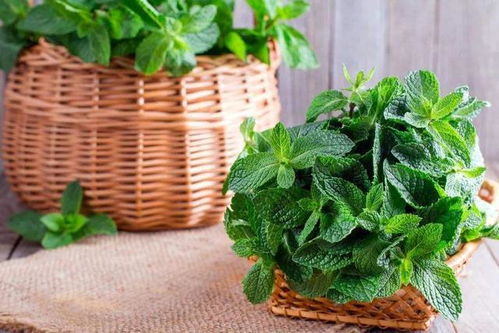 “花卉养护小技巧：哪些花可以生切？美美哒！”