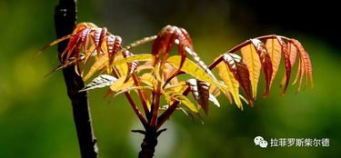 秋季播种的时机