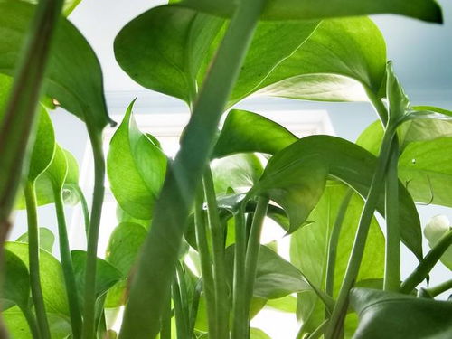 绿萝藤蔓打造绿色瀑布