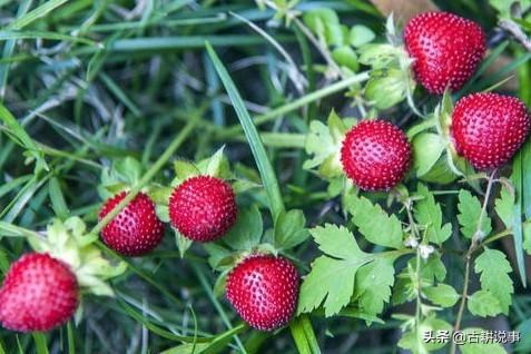 萝卜种植的小贴士