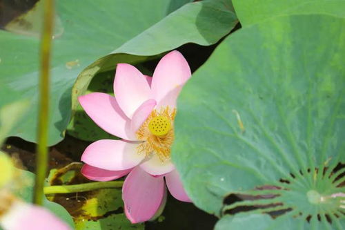 荷花花瓣的魔法