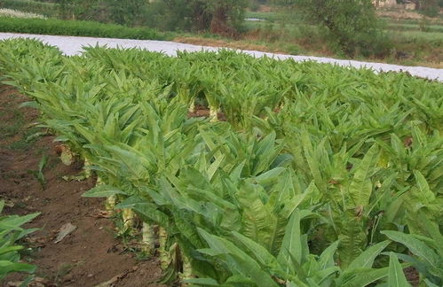 “四季莴笋种植指南中，春季莴笋的最佳种植时间是什么时候