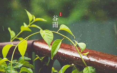 北方谷雨蕞保险， 南方惊蛰到清明是黄金期