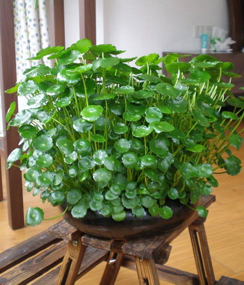 铜钱草：绿植界的神奇功效与多面作用解析