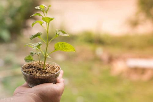 环嗪酮注意事项