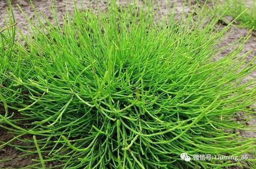 香草的家族成员