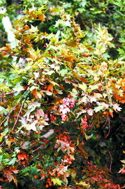 肉肉树养护指南：如何避免叶片发黄、枯萎？