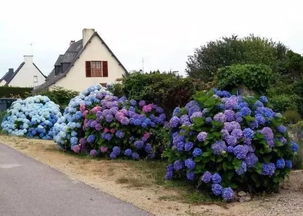 孔雀草：金色的舞者