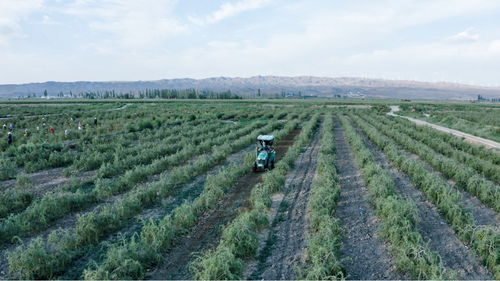 薰衣草种植：土壤积水大忌， 健康生长是关键