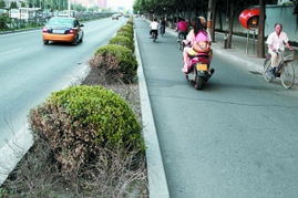 绿化隔离带：减少尾气， 美化景观