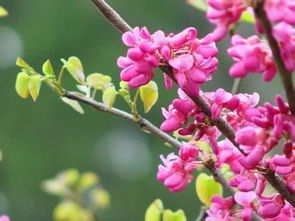 紫荆， 那可是我们的国槐树兄弟