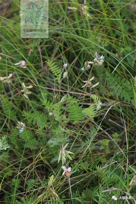 治愈皮肤病：Neng彻底吗？