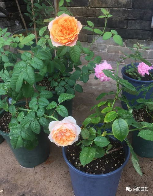 春季月季花盆选购，光照条件是关键