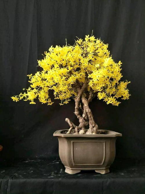 迎春花的生命力