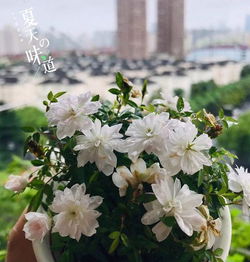 一、选对土壤是基础