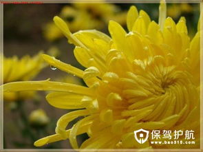 白菊花与菊花有何区别？专家教你一眼识别