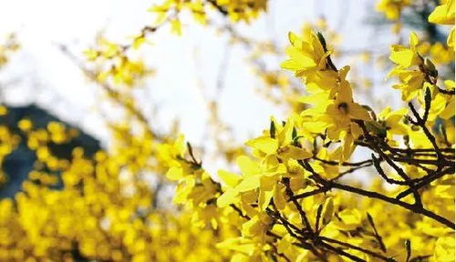 迎春花：迎春报喜