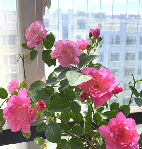 找个本地的花儿， 跟它白头偕老