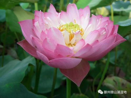 荷花盛开的季节