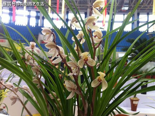 蝴蝶兰花养护，掌握要点