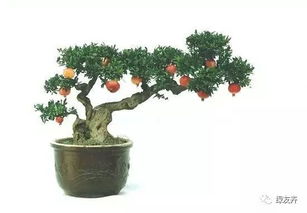 一、制作盆景适合哪些树种？