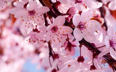 樱花的美丽时光