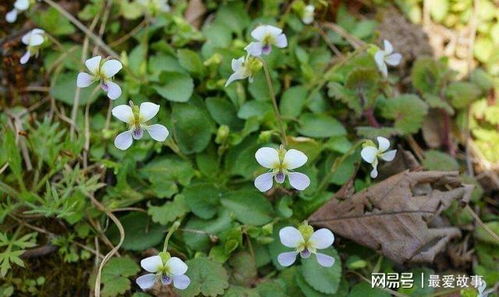 蒲公英叶子高清图集，带你认识这种常见的植物