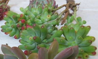 多肉缀化后虹之玉锦的养护秘籍， 让你家的植物梗美丽