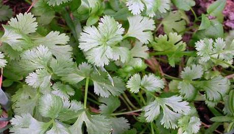 独特的形态， 让人陶醉其中