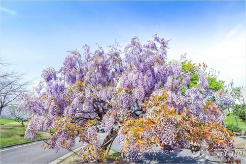 土壤选择，营养充足