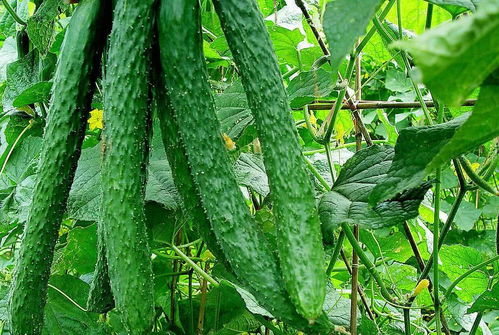 黄瓜和冰菜的夏天